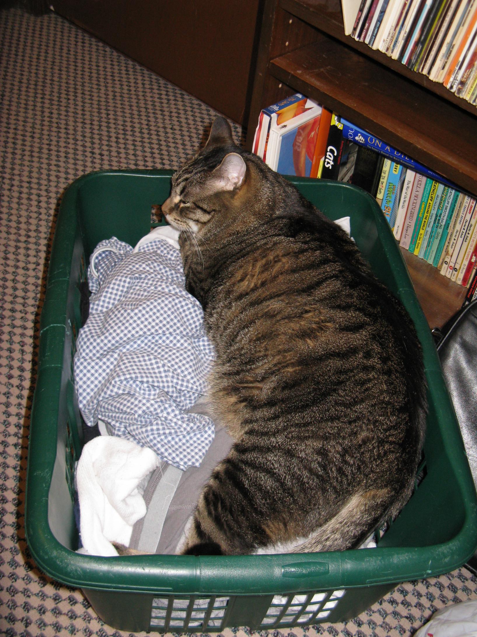 Laundry2.jpg