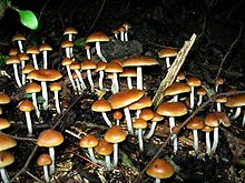 Psilocybe.jpg