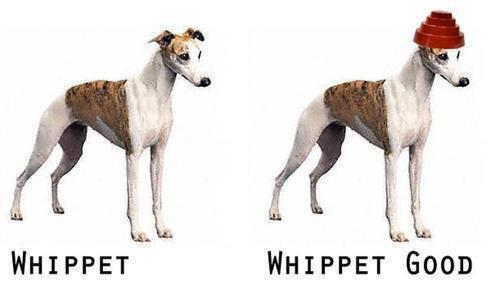 whippet.jpg