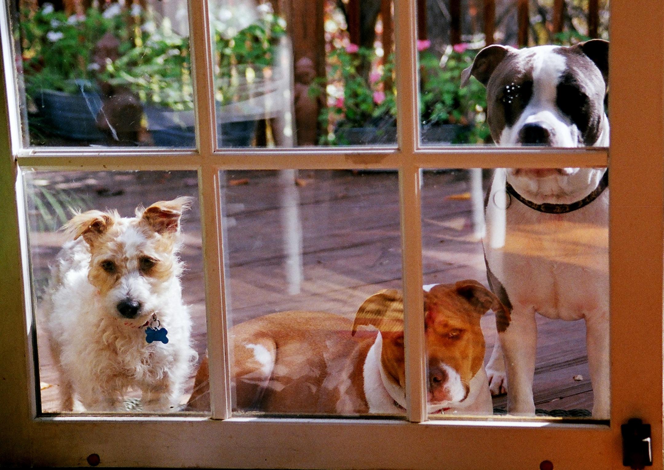 The Squirrel Patrol Oct 09.jpg