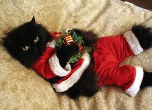 christmas-cat-3.jpg