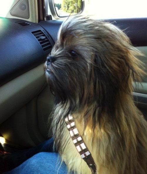 chewbarka.jpg
