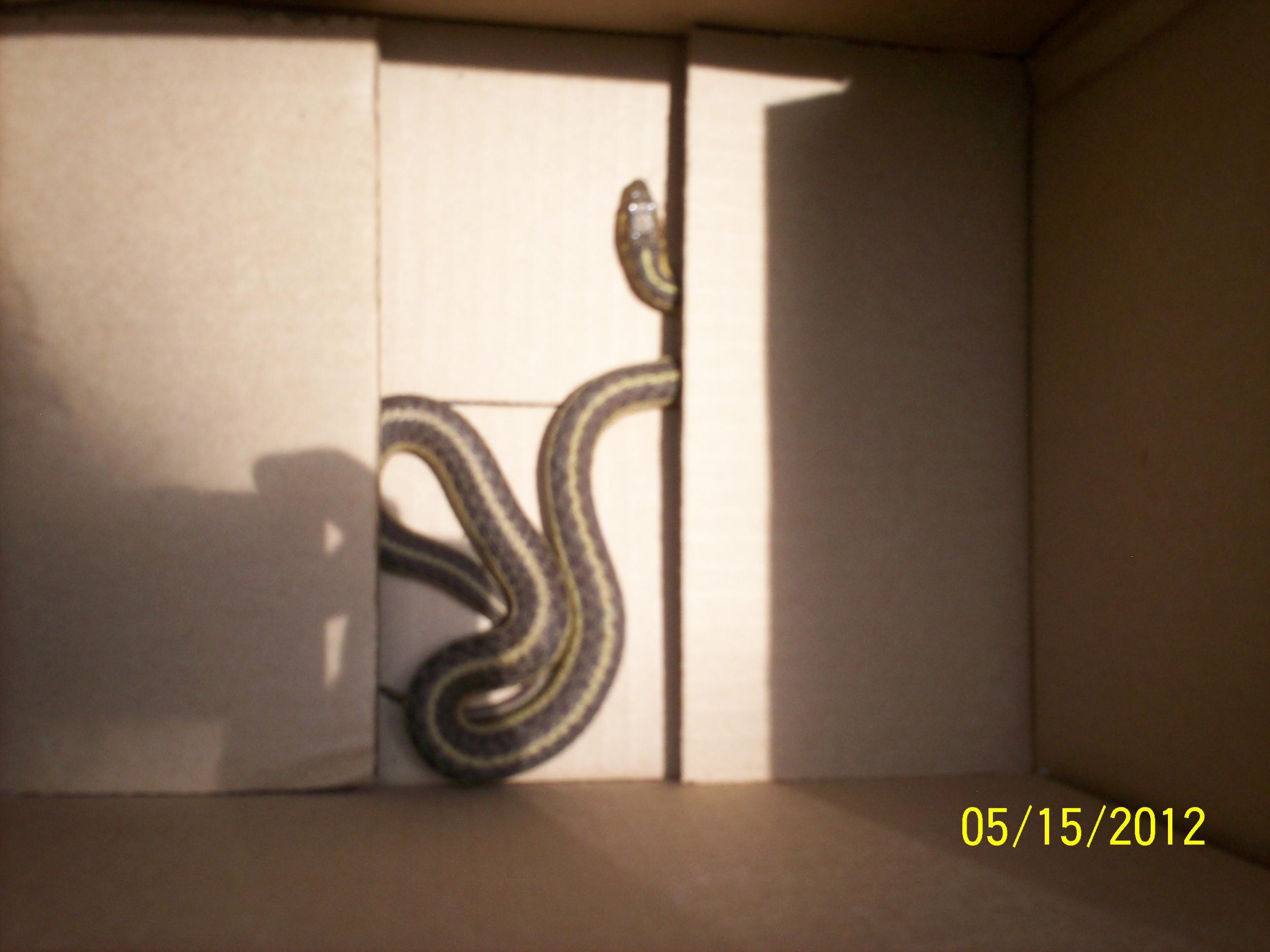 garter snake.jpg