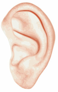 ear.jpg
