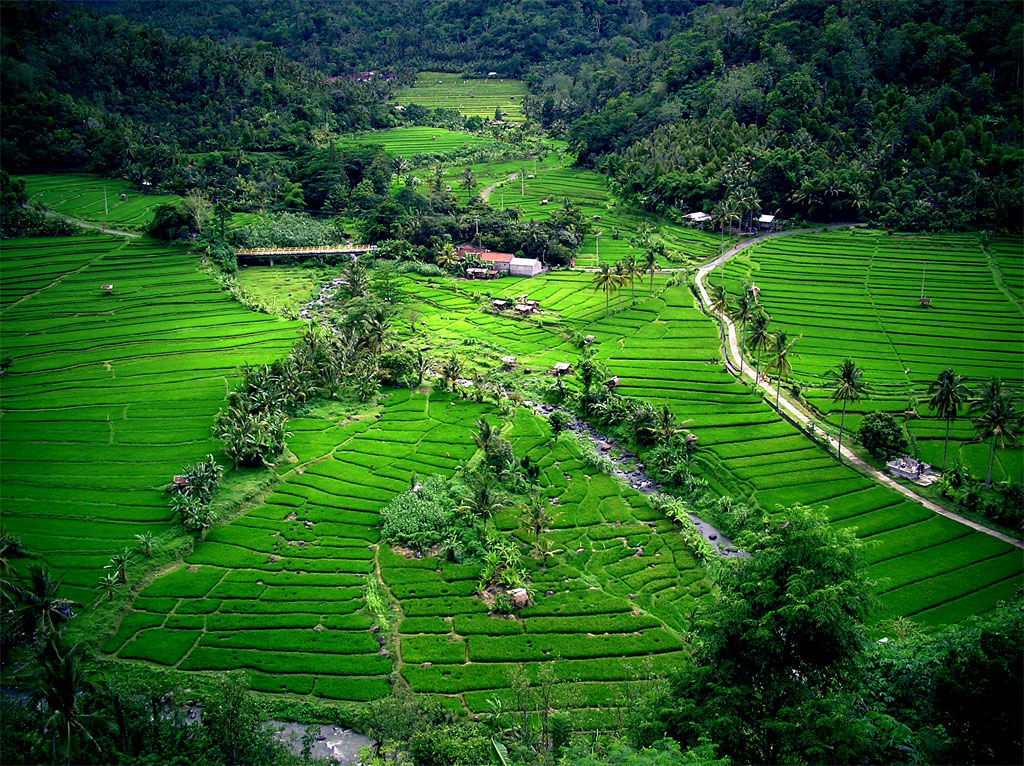 bali2.jpg