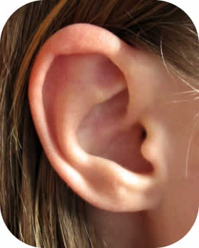 ear.jpg