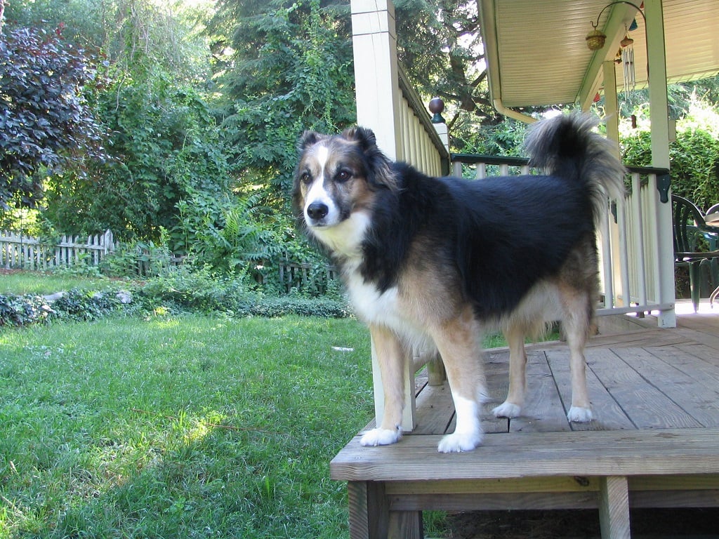 Sarah and the puppies 008.jpg