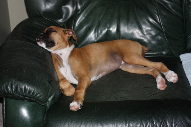 baby Roxie 2 (800x533).jpg