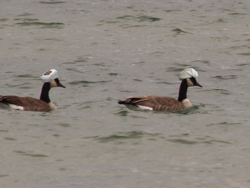 Geese.JPG