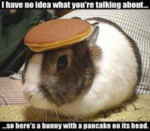 bunny with pancake on head.jpg
