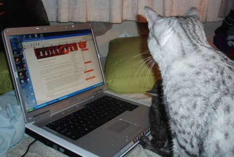 1 catblogging.jpg