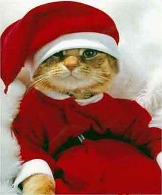 santa-cat.jpg