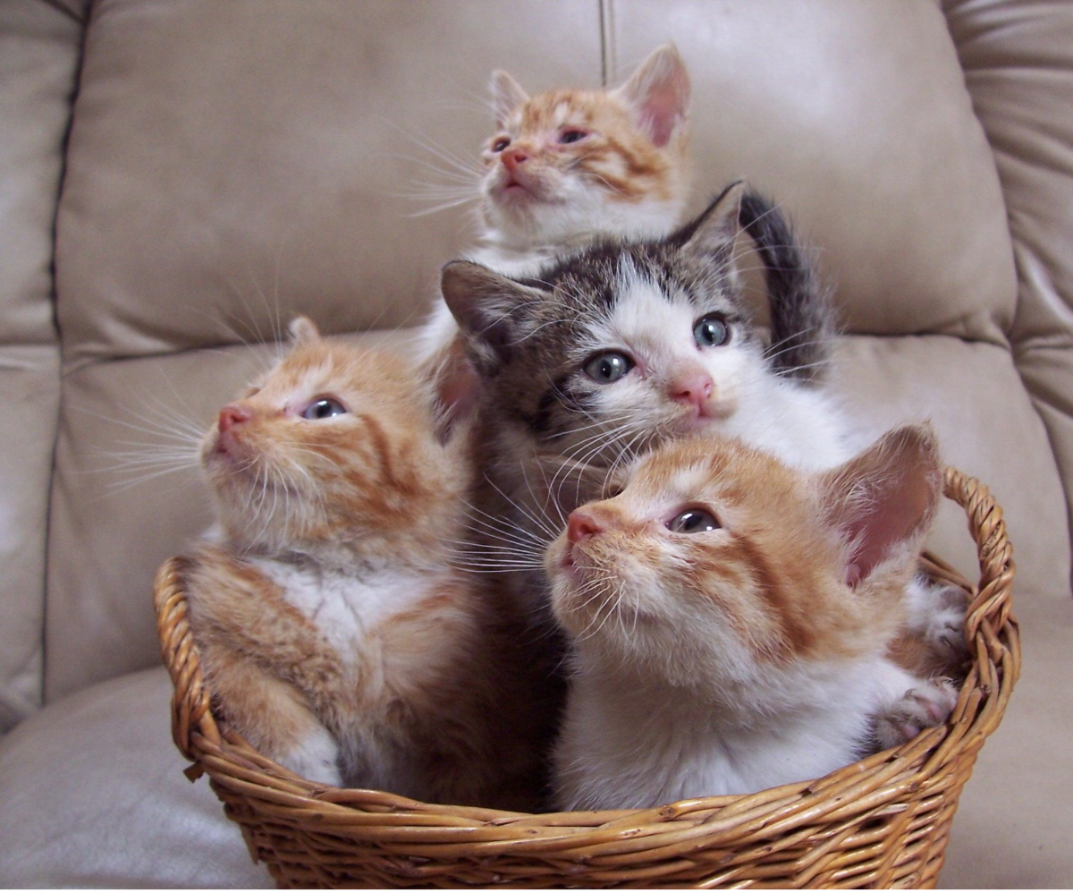 cat basketa.jpg
