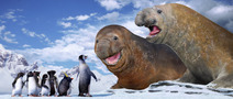 HF elephant seals.jpg