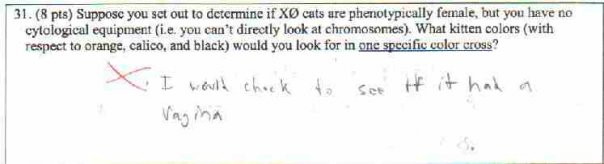 cat_test_question.jpg