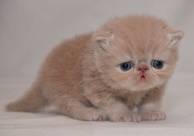 cute-sad-kitten04.jpg