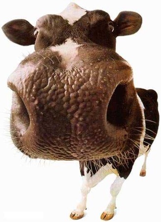 brown cow zoom.jpg
