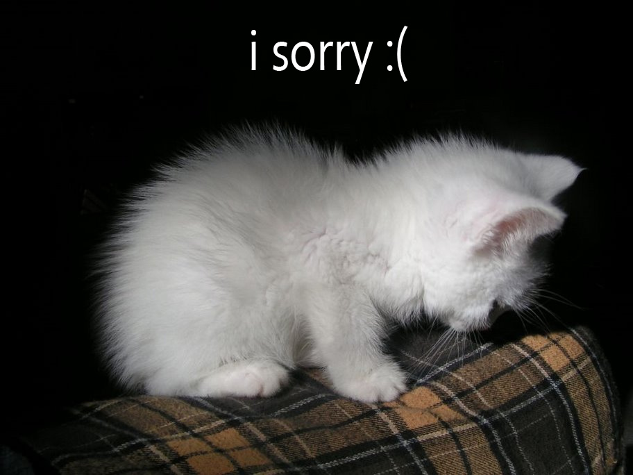 cat I sorry.jpg
