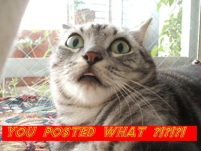 cat you posted what.JPG