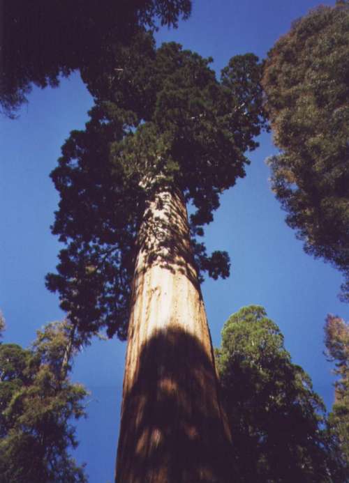 giant_sequoia2.jpg
