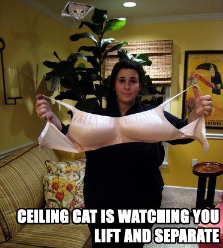 Cat Ceiling Lift and Separate.jpg