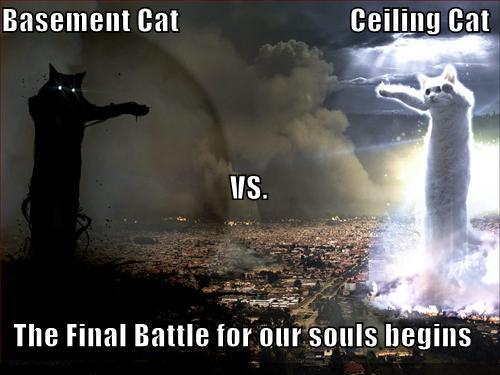 Cat Ceiling vs Basement Cat.jpg