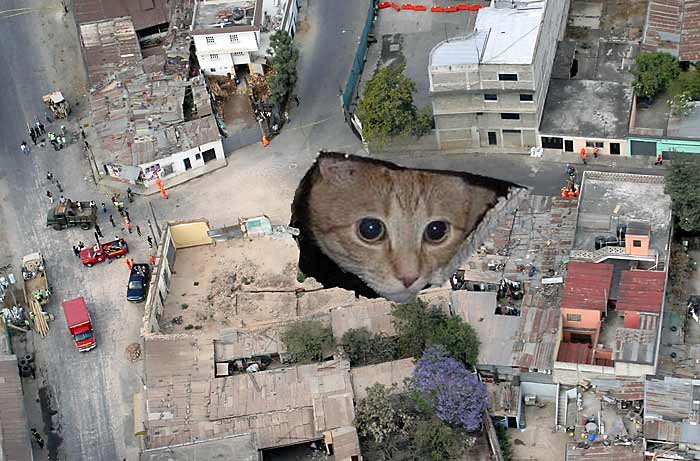 Earthquake Cat.jpg
