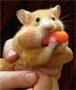 hamster animated.gif