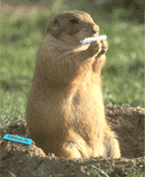 Prairie dog doo-bee.gif