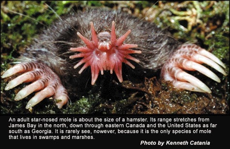 adult star-nosed mole.jpg