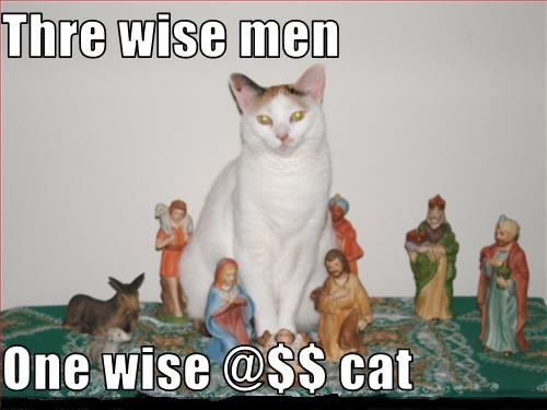 cat wise.jpg