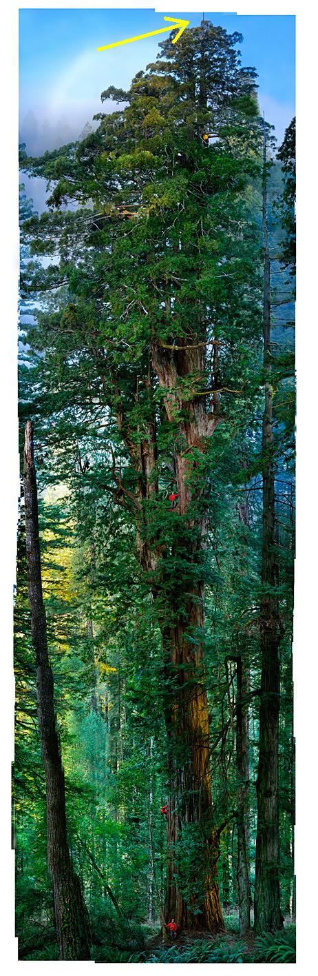 redwood.jpg