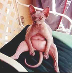FatNakedCat.jpg