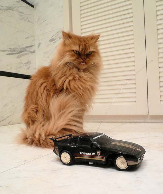 porsche cat.jpg