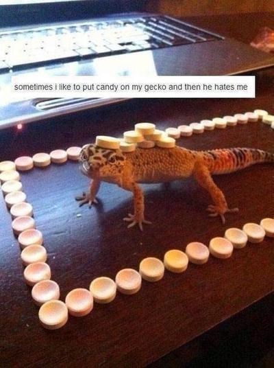 gecko.jpg