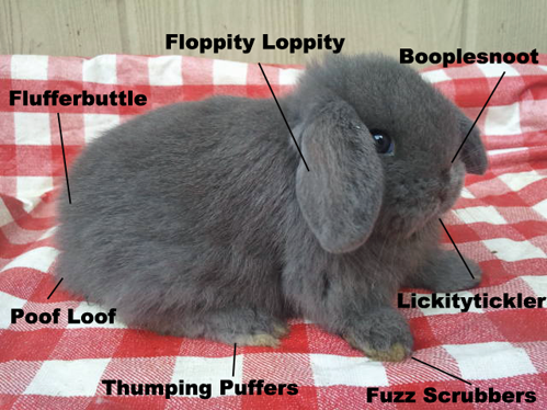 bunny anatomy.png