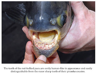 Pacu%u00252BTeeth.jpg