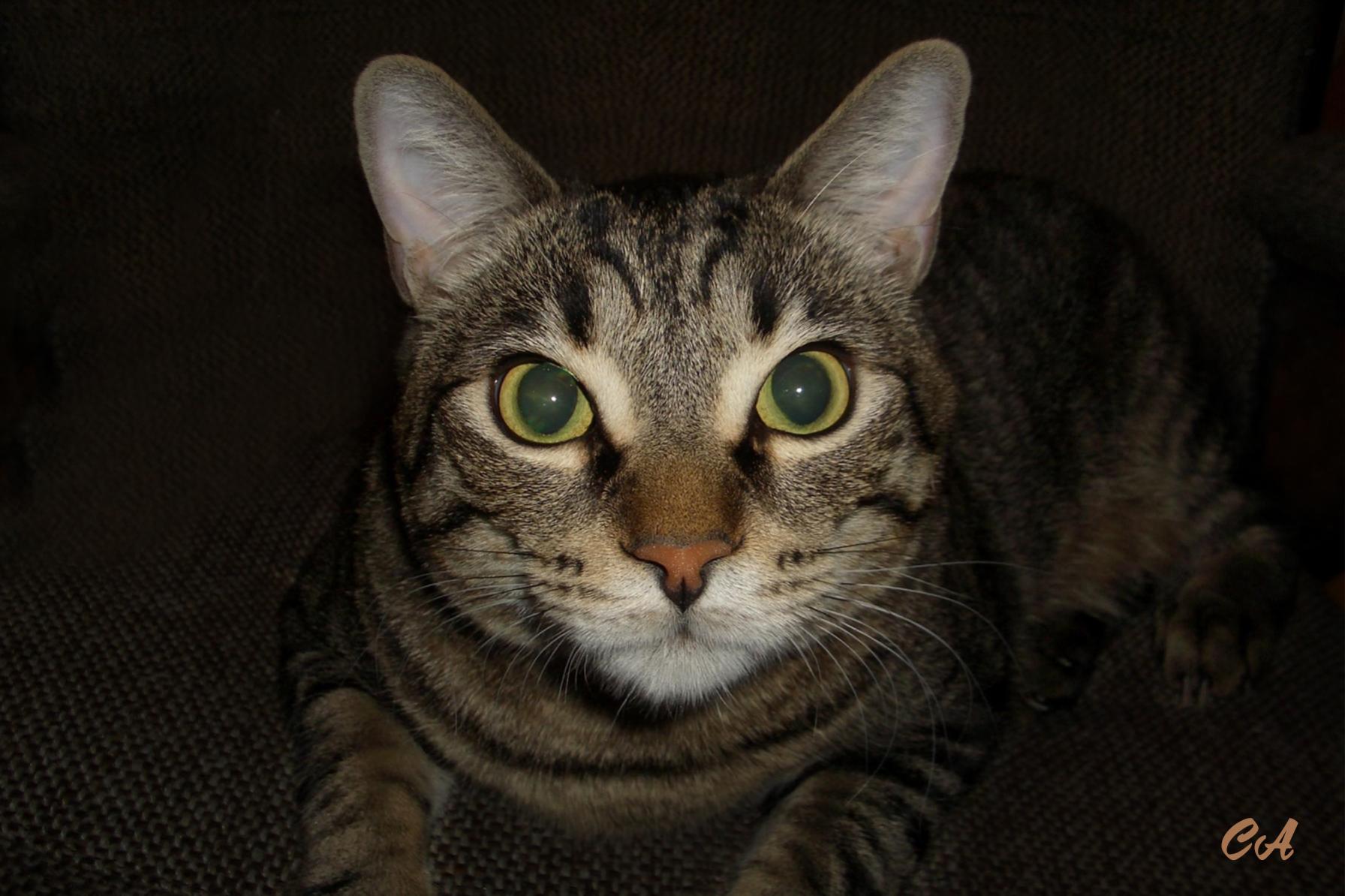 Cat 2.jpg