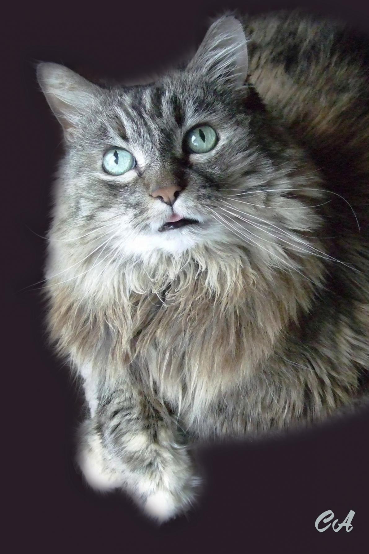 Cat 1.jpg