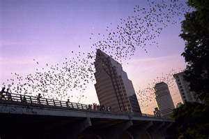 bats.jpg