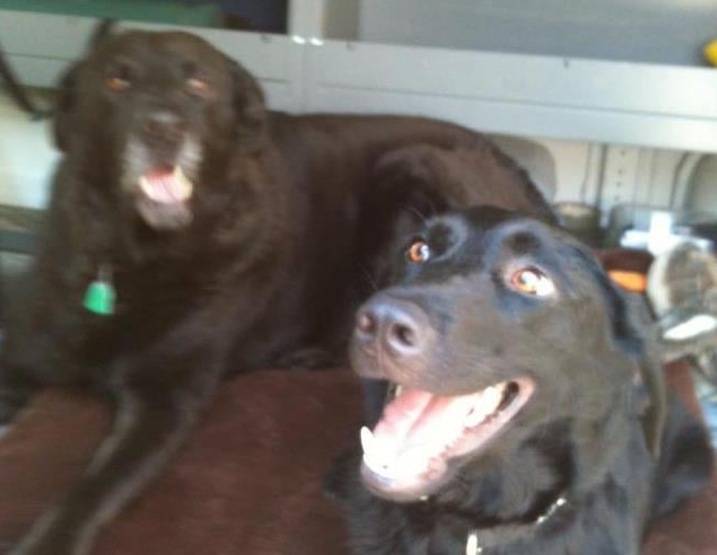 Buddy and Sam.jpg