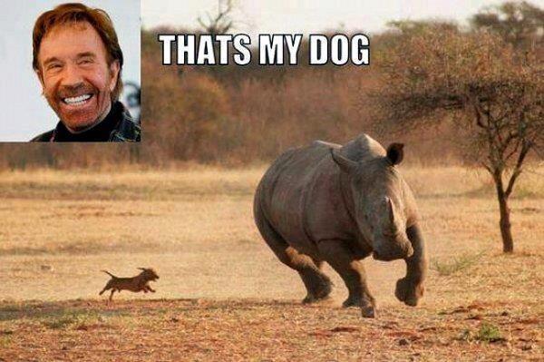 Chuck_Norris_dog.jpg