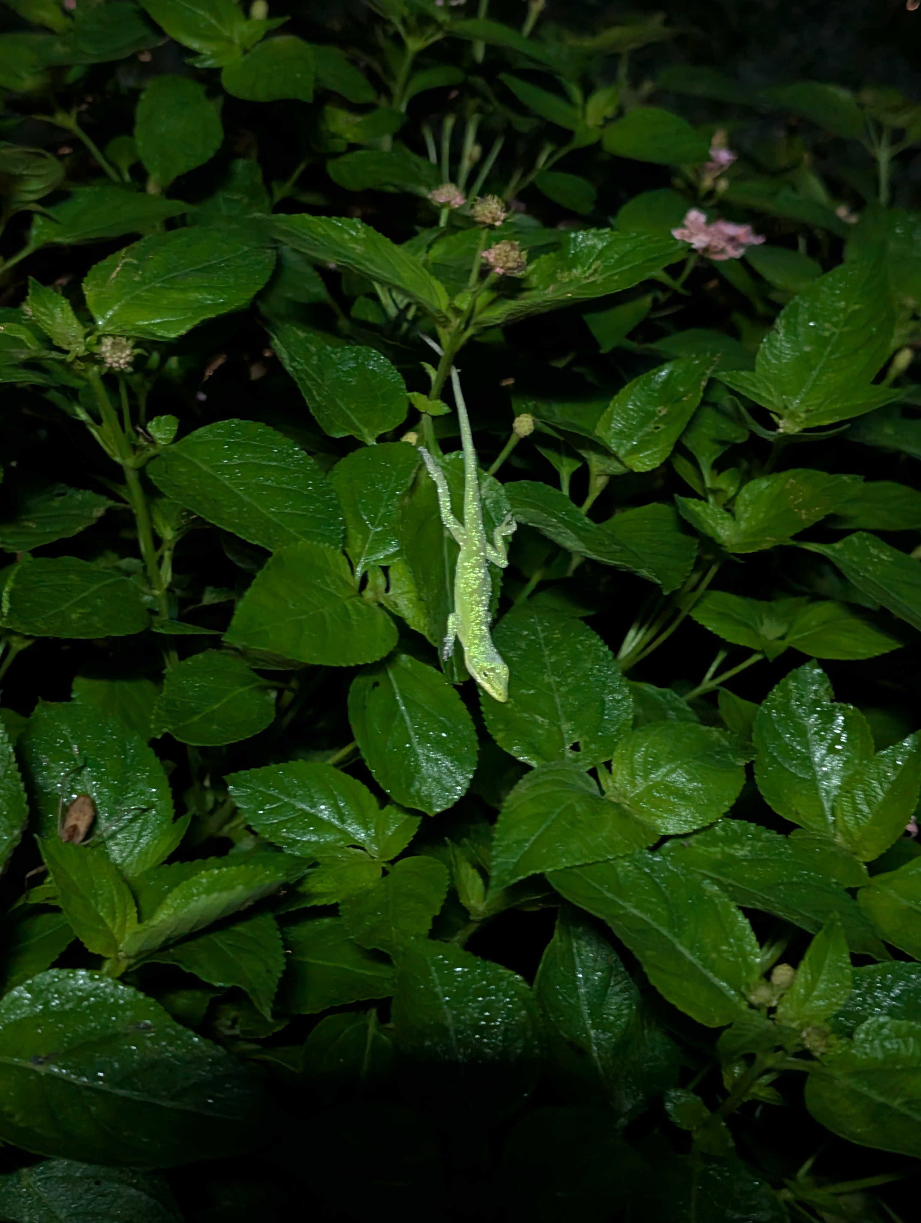 a50d9pqlsd9h.jpg