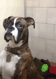 2vhbp7t8csy0.gif