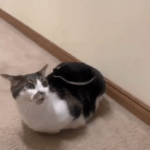 t9qrht2us2w8.gif
