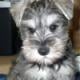 mini_schnauzer