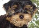 mylo