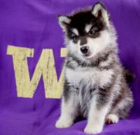 HuskyFan
