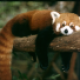 redpanda1232