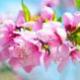 pfirsichblüte